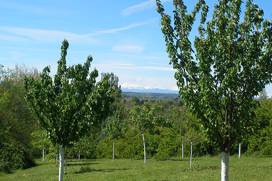 Mas d'Escampette - photo 9